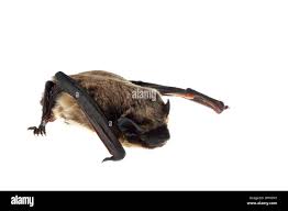 Attēlu rezultāti vaicājumam “Vespertilio murinus”