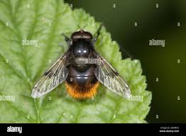Attēlu rezultāti vaicājumam “Volucella bombylans”