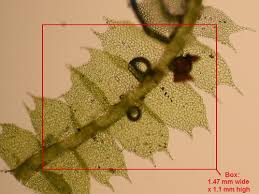 Attēlu rezultāti vaicājumam “Lophocolea coadunata”