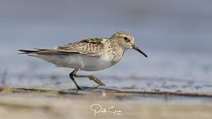 Image result for Calidris bairdii