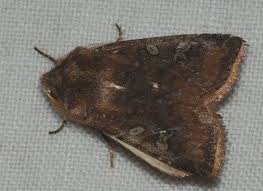 Attēlu rezultāti vaicājumam “Cerastis leucographa”