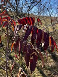 Attēlu rezultāti vaicājumam “Rhus typhina leaf”