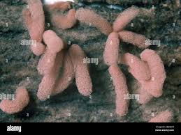 Attēlu rezultāti vaicājumam “Arcyria affinis young”