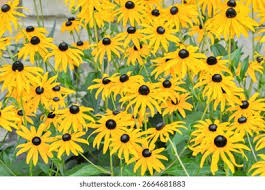 Attēlu rezultāti vaicājumam “Rudbeckia hirta var. hirta flower”