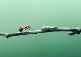 Attēlu rezultāti vaicājumam “Licea minima macro”