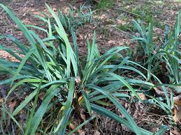 Attēlu rezultāti vaicājumam “Carex caryophyllea leaf”