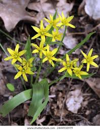 Attēlu rezultāti vaicājumam “Gagea lutea”