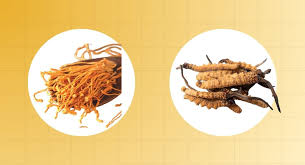 Attēlu rezultāti vaicājumam “Cordyceps militaris”