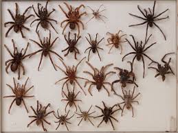 Attēlu rezultāti vaicājumam “Arachnida”