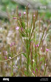 Attēlu rezultāti vaicājumam “Epilobium montanum flower”