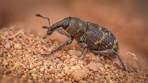 Attēlu rezultāti vaicājumam “Hylobius pinastri”