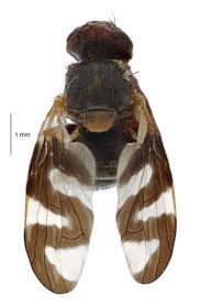 Attēlu rezultāti vaicājumam “Urophora cardui”