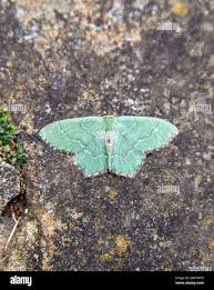 Attēlu rezultāti vaicājumam “Hemithea aestivaria”