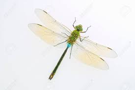 Attēlu rezultāti vaicājumam “Anax parthenope”