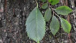 Attēlu rezultāti vaicājumam “Ulmus x hollandica leaf”