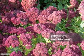 Image result for Chrysanthemum spectabile