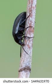 Attēlu rezultāti vaicājumam “Prionychus ater”