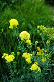 Attēlu rezultāti vaicājumam “Thalictrum flavum flower”