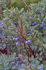 Attēlu rezultāti vaicājumam “Vaccinium uliginosum”