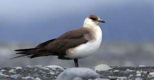 Attēlu rezultāti vaicājumam “Stercorarius parasiticus adult”