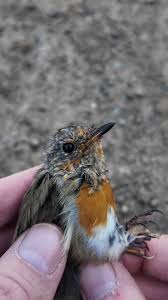 Attēlu rezultāti vaicājumam “Erithacus rubecula adult”
