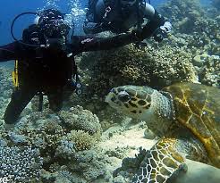 Image result for 3D Diving Club