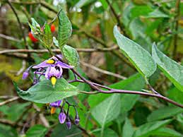 Attēlu rezultāti vaicājumam “Solanum dulcamara leaf”