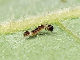 Attēlu rezultāti vaicājumam “Acronicta alni larva”