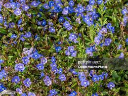 Attēlu rezultāti vaicājumam “Veronica persica flower”