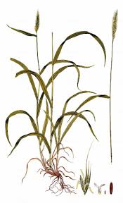 Attēlu rezultāti vaicājumam “Hordelymus europaeus leaf”