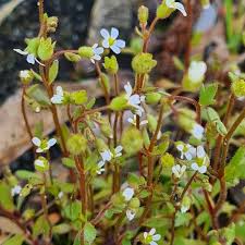 Attēlu rezultāti vaicājumam “Saxifraga tridactylites fruit”
