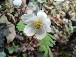 Attēlu rezultāti vaicājumam “Isopyrum thalictroides”