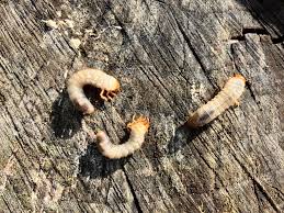 Attēlu rezultāti vaicājumam “Ceruchus chrysomelinus larva”