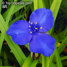 Attēlu rezultāti vaicājumam “Tradescantia virginiana flower”