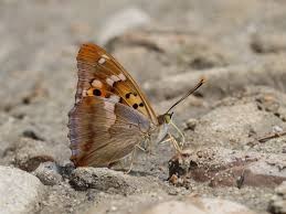Attēlu rezultāti vaicājumam “Apatura ilia underside”