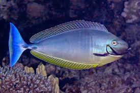 Image result for Naso hexacanthus