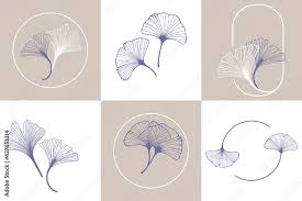 Attēlu rezultāti vaicājumam “Ginkgo biloba leaf”