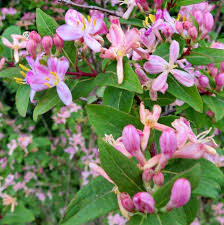 Attēlu rezultāti vaicājumam “Lonicera tatarica flower”