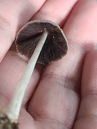 Attēlu rezultāti vaicājumam “Coprinus sp.”