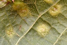 Attēlu rezultāti vaicājumam “Eriophyes tiliae”