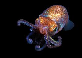 Attēlu rezultāti vaicājumam “Aphelia viburniana”