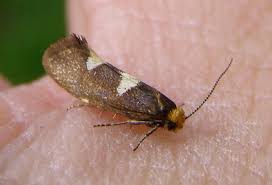 Attēlu rezultāti vaicājumam “Incurvariidae”