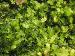 Attēlu rezultāti vaicājumam “Serpoleskea confervoides”