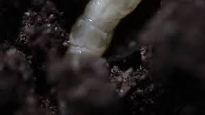 Attēlu rezultāti vaicājumam “Therevidae larva”