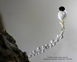 Attēlu rezultāti vaicājumam “Pilobolus crystallinus”