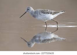 Attēlu rezultāti vaicājumam “Tringa stagnatilis adult”