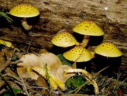 Attēlu rezultāti vaicājumam “Pholiota heteroclita”