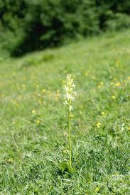 Attēlu rezultāti vaicājumam “Platanthera chlorantha flower”