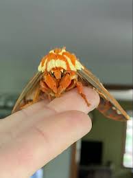 Attēlu rezultāti vaicājumam “Saturniidae”