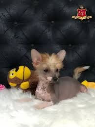 Image result for Co de Crista Chins